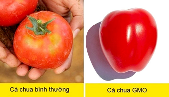 cach phan biet thuc pham bien doi gen