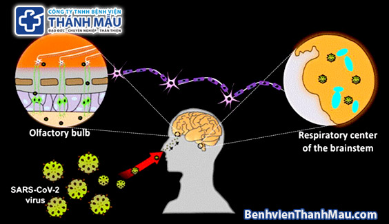 SARS-CoV-2 virus brain damage virus covid19 tan cong nao